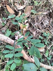 Indigofera australis