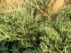 Nitrophila occidentalis