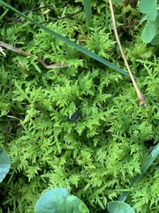 Thuidium delicatulum