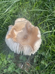 Lactifluus hygrophoroides