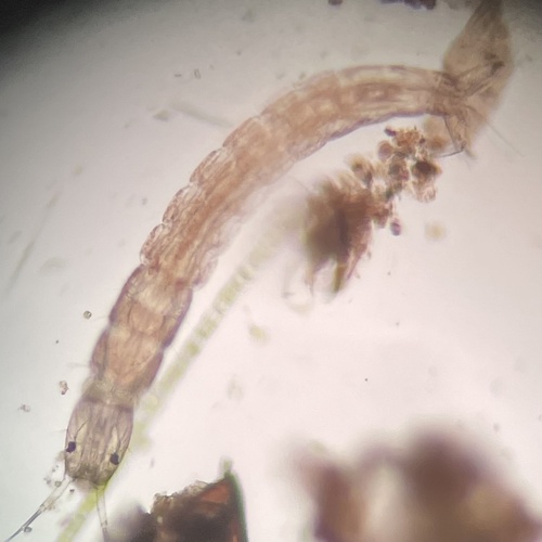 iNaturalist observation photo of Orthoclads