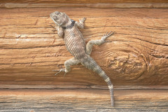 Sceloporus poinsettii