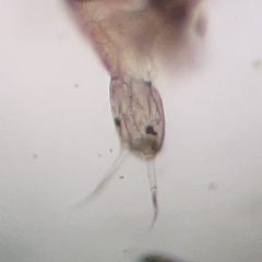 Chironomoidea