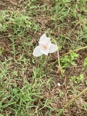Zephyranthes