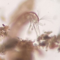 Chironomoidea