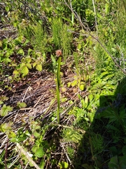 Schoenoplectus americanus