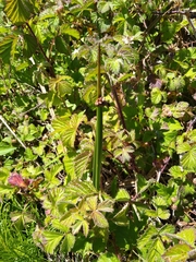 Schoenoplectus americanus