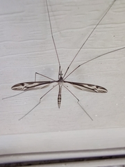 Tipula furca