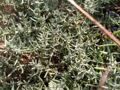 Nitrophila occidentalis