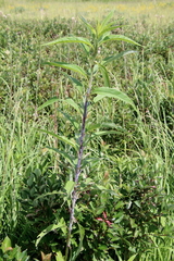 Helianthus grosseserratus