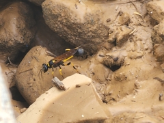 Sceliphron madraspatanum