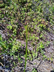 Schoenoplectus americanus