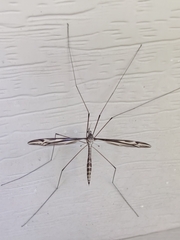 Tipula furca