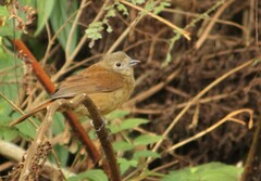 Tachyphonus coronatus