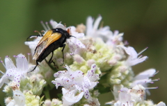 Macrosiagon dimidiata