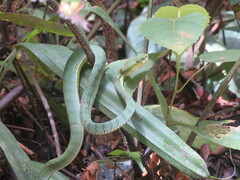 Trimeresurus sumatranus