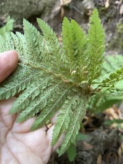 Polystichum dudleyi