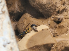 Sceliphron madraspatanum