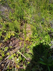 Schoenoplectus americanus