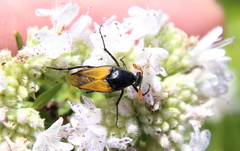 Macrosiagon dimidiata