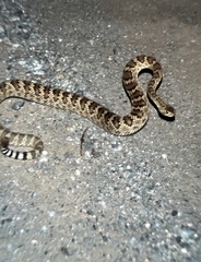 Crotalus scutulatus