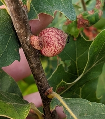 Kokkocynips imbricariae