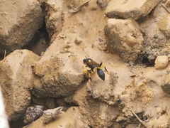 Sceliphron madraspatanum