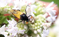 Macrosiagon dimidiata