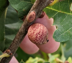 Kokkocynips imbricariae