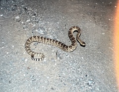 Crotalus scutulatus