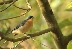 Pipraeidea melanonota