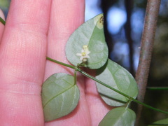 Orthosia