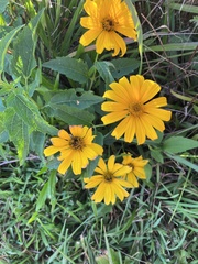 Helianthus decapetalus