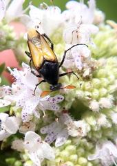 Macrosiagon dimidiata