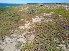 Carpobrotus edulis