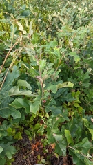 Kokkocynips imbricariae