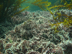 Corallinaceae