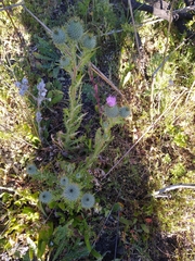 Cirsium brevistylum
