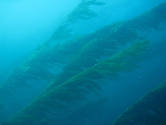 Macrocystis pyrifera