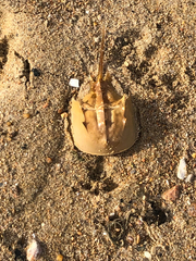 Limulus polyphemus