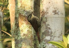 Xiphorhynchus fuscus