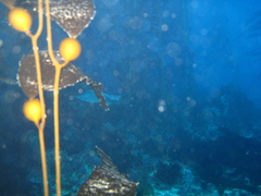 Macrocystis pyrifera