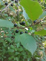 Aronia