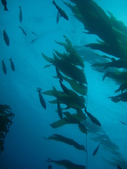 Macrocystis pyrifera