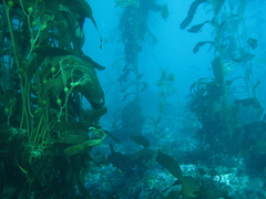 Macrocystis pyrifera