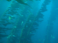 Macrocystis pyrifera