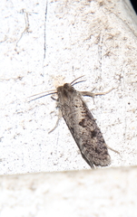 Acrolophus popeanella