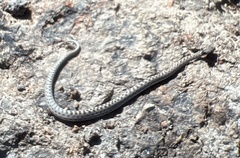 Hypsiglena chlorophaea