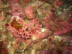 Corallinaceae