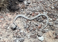 Hypsiglena chlorophaea